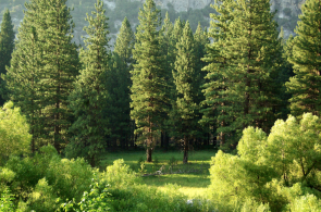 A grove of pine trees, like Trees for a Change: Photo by Matt Artz on Unsplash