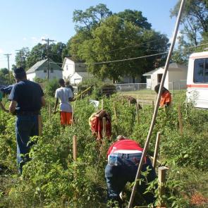 Community members come together to garden in a lush green vegetable patch.
