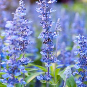 A field of flowering blue hyssop herbs