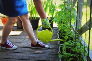 Image: person watering tomato plants on balcony. Title: A Toolkit for the Beginner Gardener