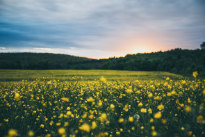 Meadow with wildflowers