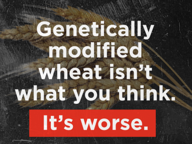 GMO Wheat