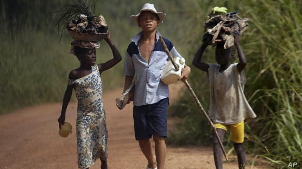 Children living in a cocoa producing village walk back from the fields carrying wood and food stuff on their heads on the outskirts of the town of Oume, Ivory Coast