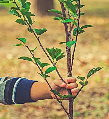 Image: boy and dad plant tree Topic: socially responsible finance