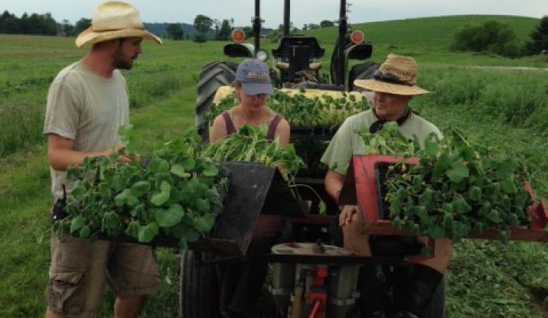 Ross Duffield, Rodale Institute’s farm manager; Madeline Keller, Rodale intern; and Larry Byers, Rodale intern; using a no-till transplanter.