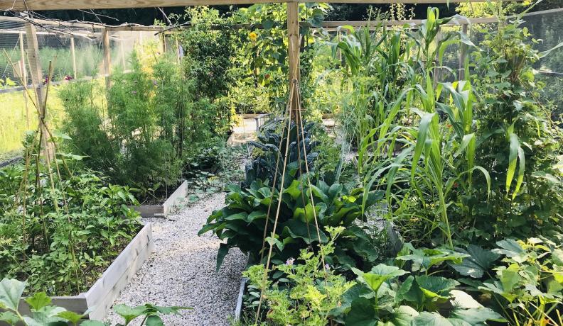 Priscilla Woolworth's Climate Victory Garden