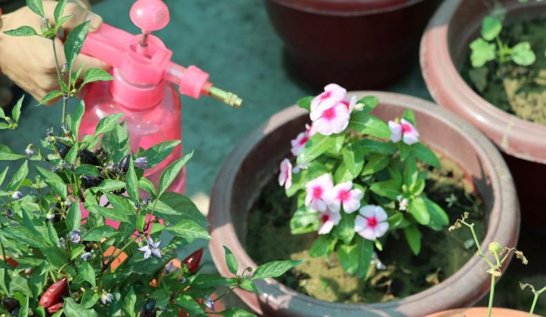 pink spray bottle saturating pink container flowers with neem oil in the garden