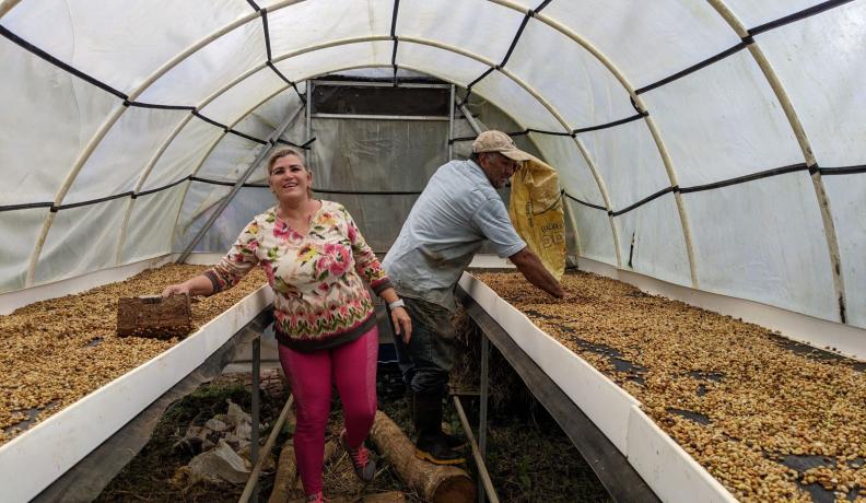 The Velasquez family spreading out coffee beans for drying.