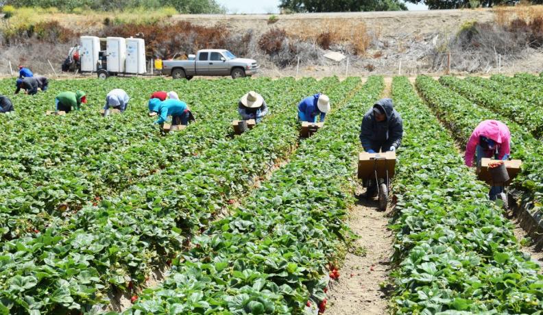 farmworkers bent over in a green field. They are picking strawberries and placing them in boxes.