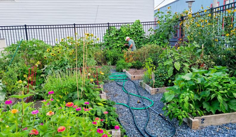 A wide shot of Locust Point community garden, with raised garden beds full of green foliage, flowers, and veggies. A man walks in the background, investigating the vines.