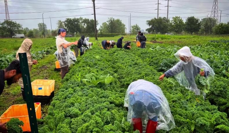 people in urban growers collective harvesting curly lettuce in the field.