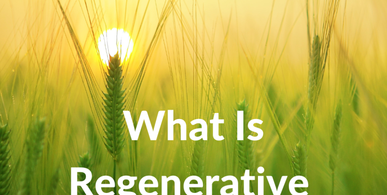 Image: Field of wheat. Text: What is regenerative agriculture?