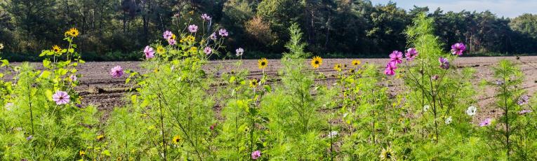 regenerative agriculture with crop field with flowers