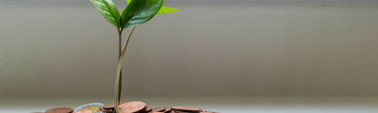 A sapling growing out of a pile of coins. 