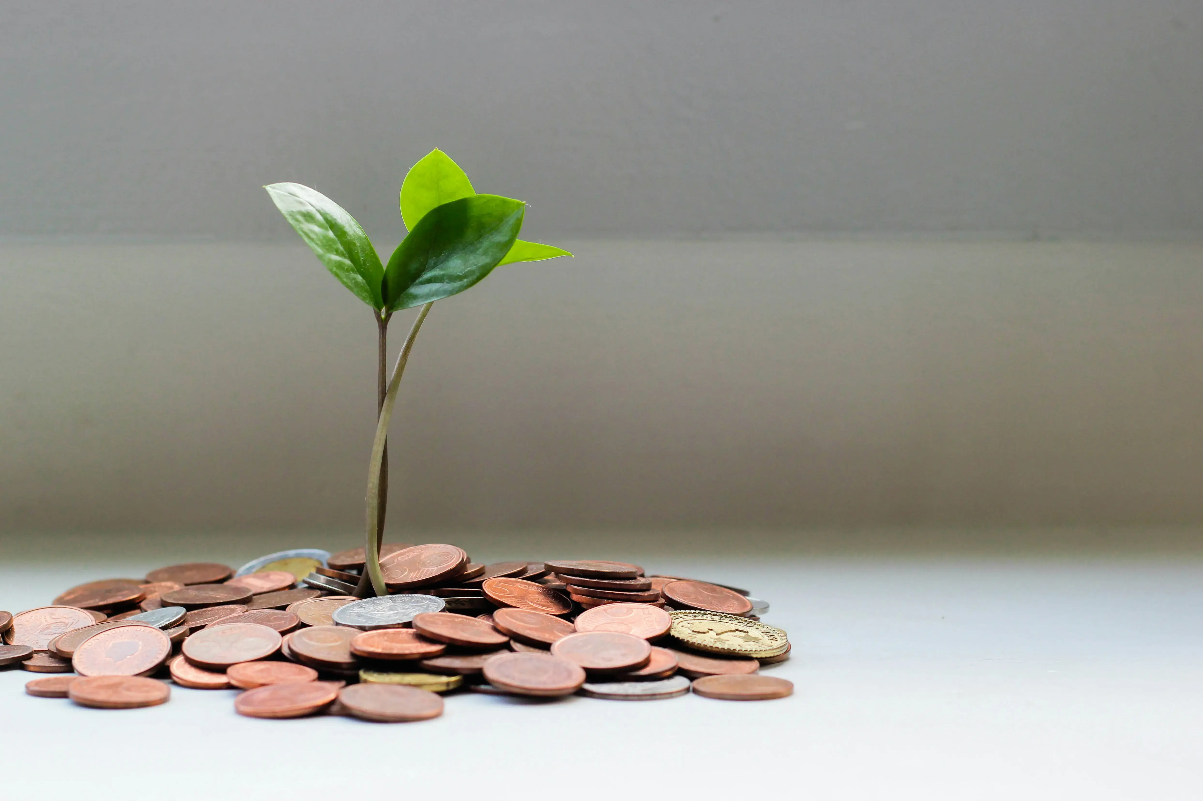 A sapling growing out of a pile of coins. 