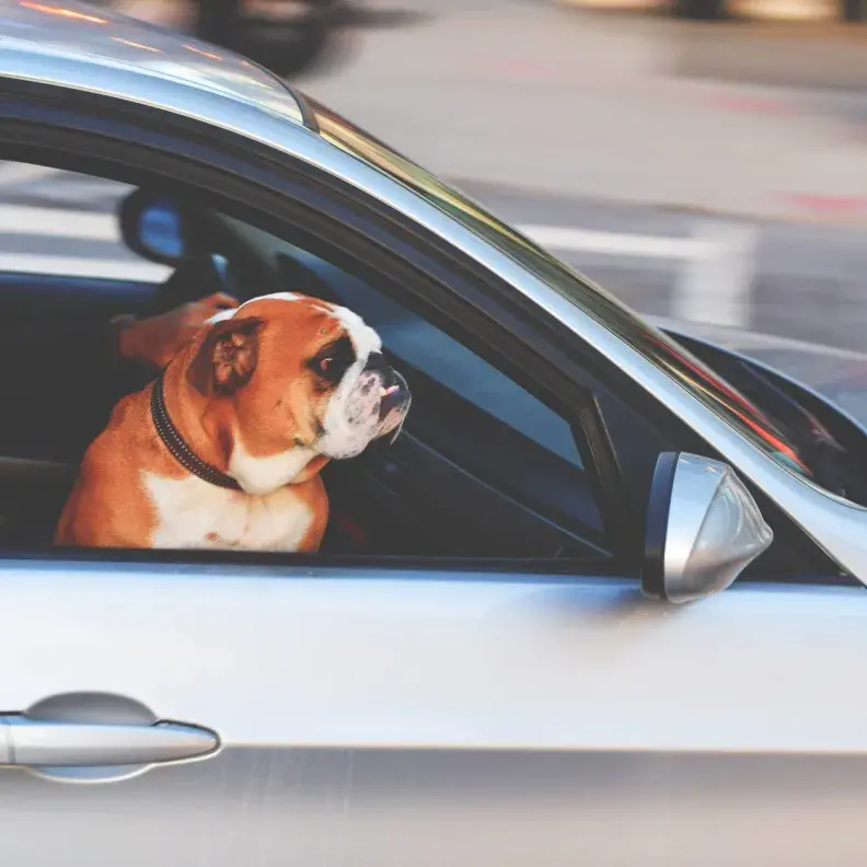 Image: dog sitting in front seat of car. Topic: Carpool for the Climate and Community
