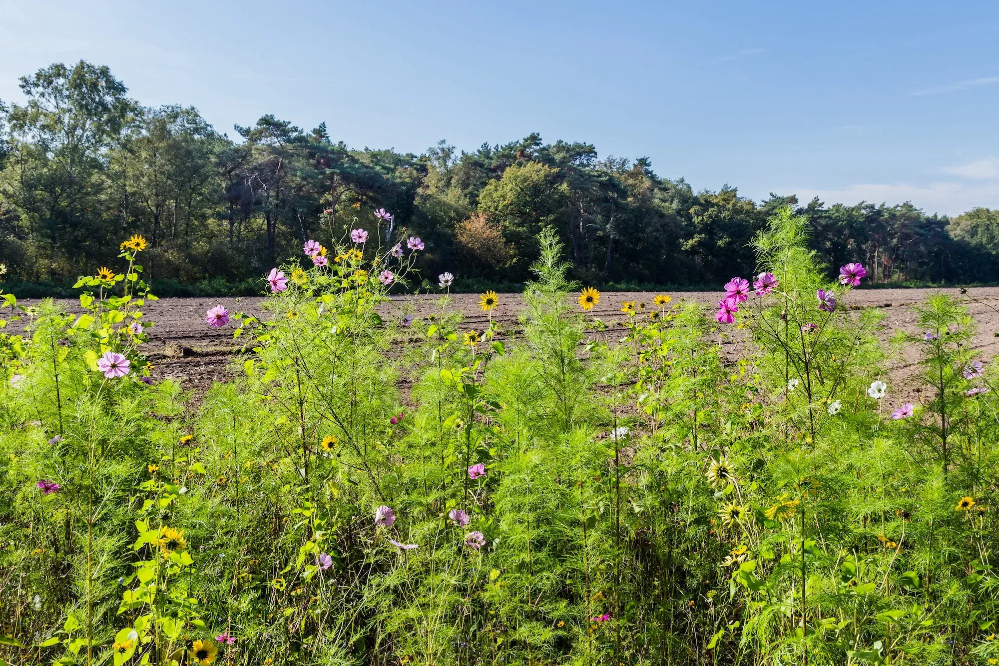 regenerative agriculture with crop field with flowers