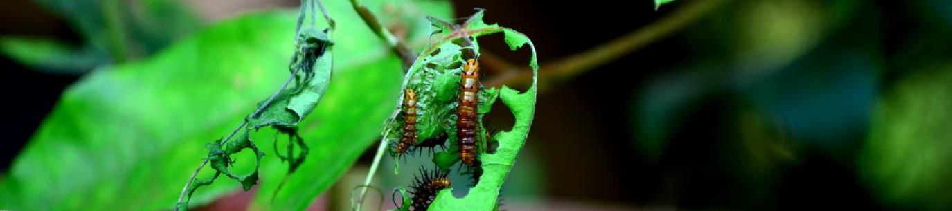 caterpillars eating leaf, using organic pesticides safely