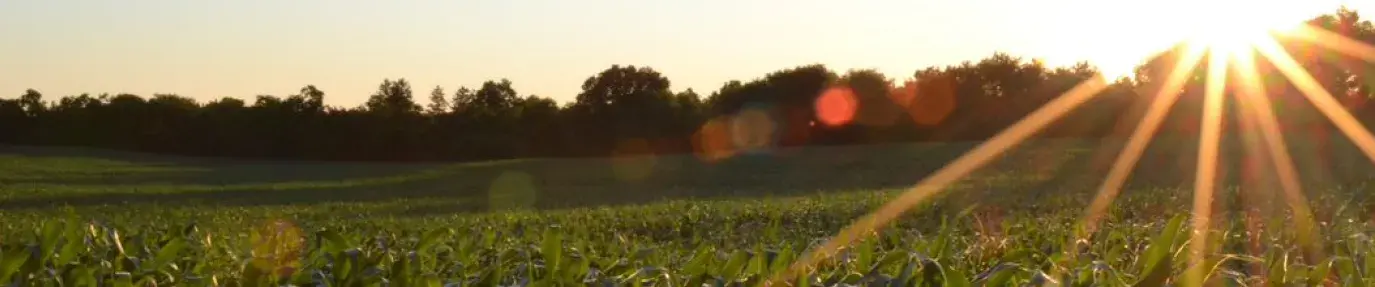 Image: sun setting over lush farmland. Title: Methods of Regenerative Agriculture #2: Zero or Low Tillage & Mulching