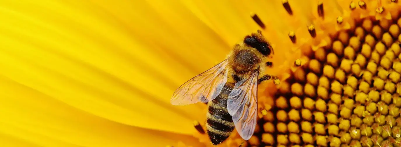 bee on sunflower