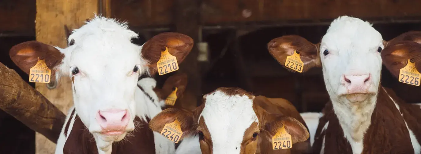 Image: three cows in barn. Topic: Antibiotics in the Dairy Industry: What You Need to Know