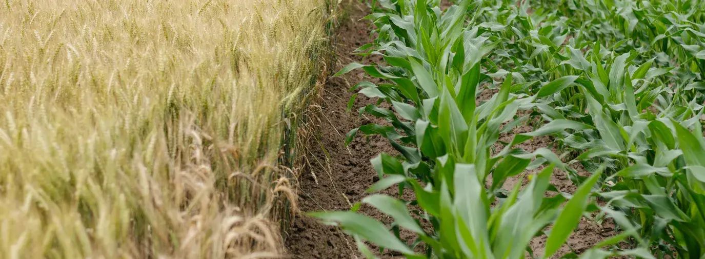 field of corn 