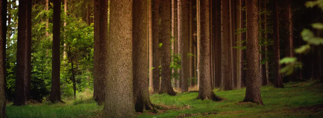 Image: tall trees in forest. Topic: Save Trees: Green America's Better Paper Project
