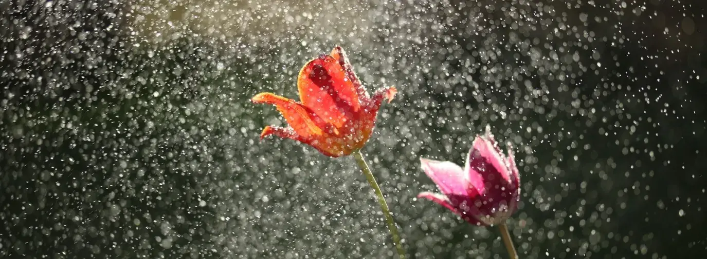 Flowers in rain