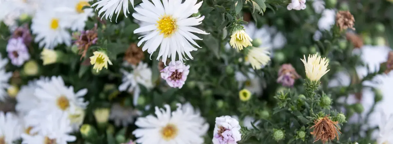 How to Grow Daisies Organically