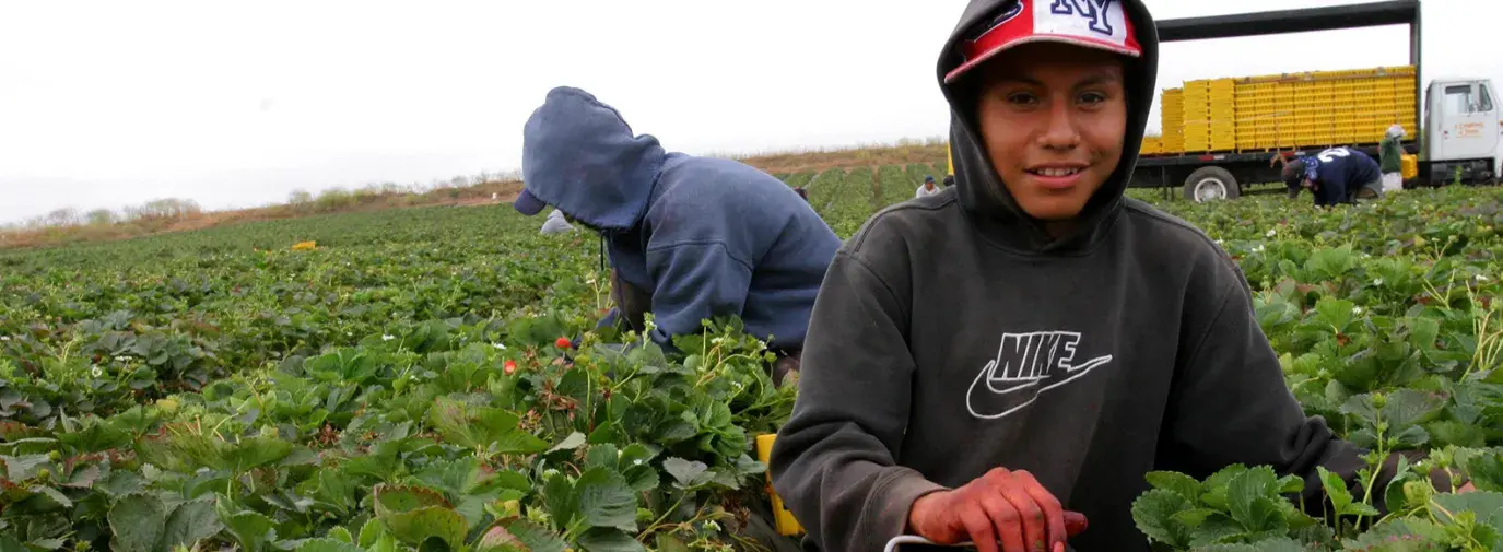 teenage boy picking strawberries