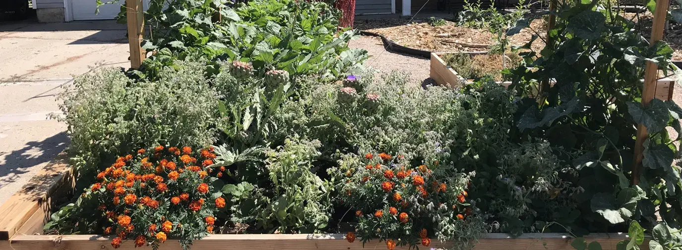 John and Holly Trimble's garden