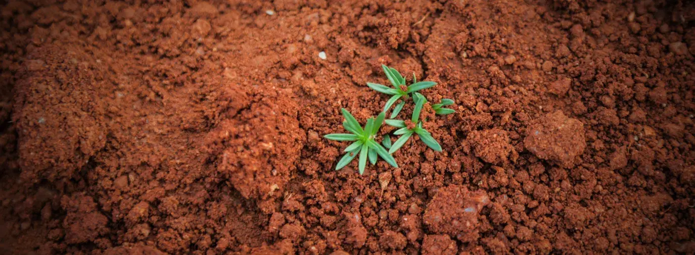 plant sprouting out of soil