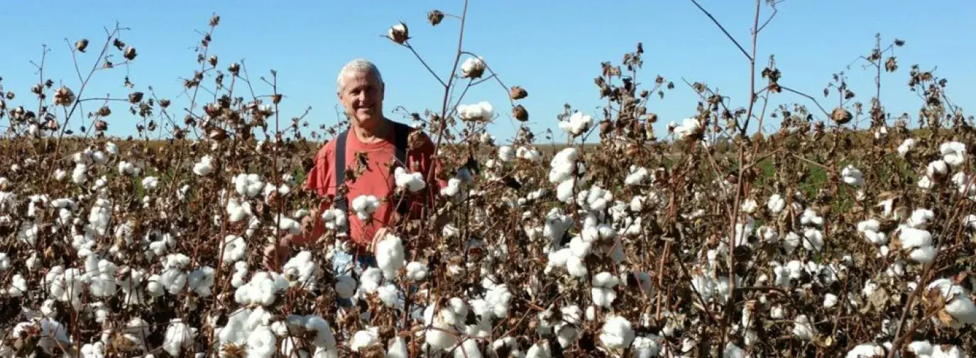 man standing in cotton field