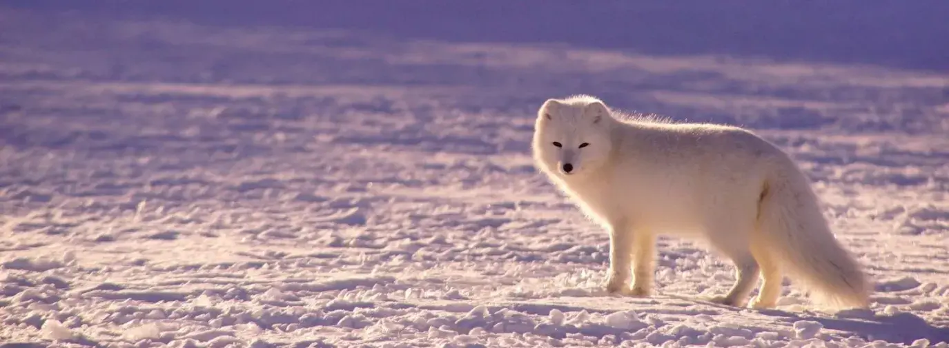 arctic fox standing in the snowy landscape looking at the camera; goldman sachs is ending oil & gas in the arctic