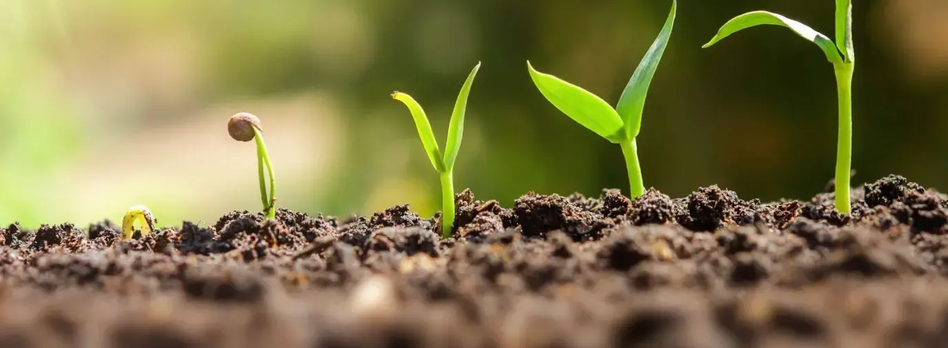 Image: seedlings sprouting from dirt. Title: Green America Welcomes Five Newly Elected Board Members