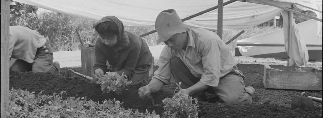 Image: Japanese Americans planting tomatoes during WWII. Title: Reclaiming Victory Gardens from Our Racist History