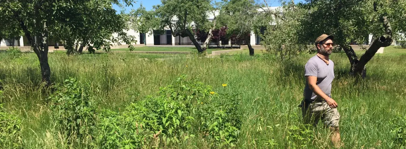 Image: man walking in a meadow. Topic: Turn Your Lawn into a Meadow