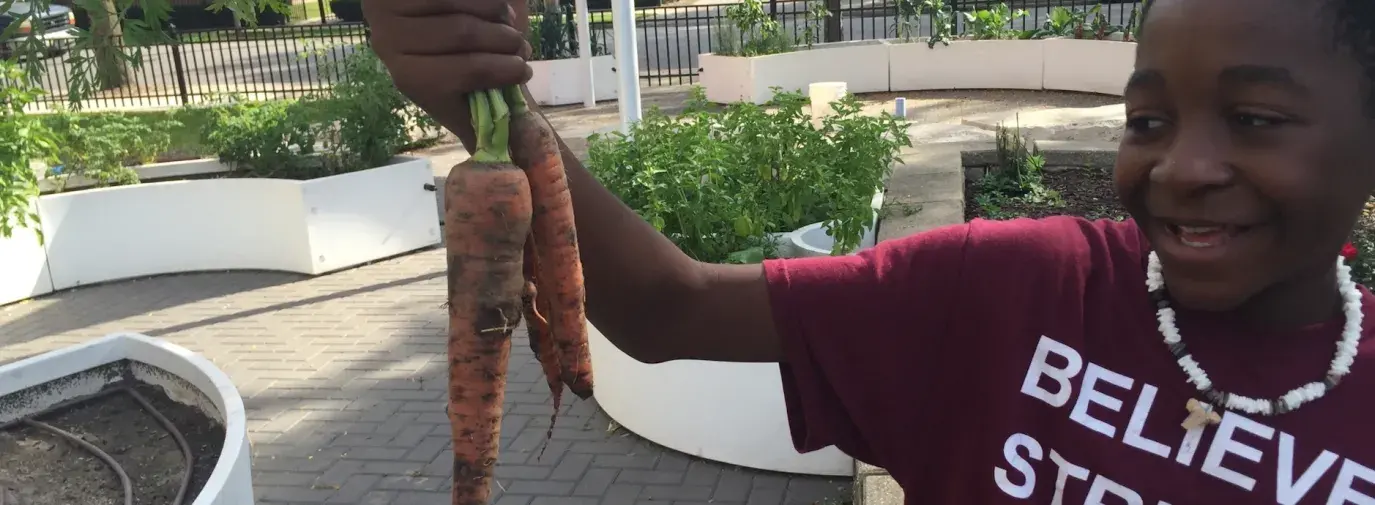 young man holds carrots in school climate victory garden