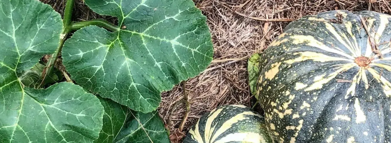 squash growing in mulched climate victory garden