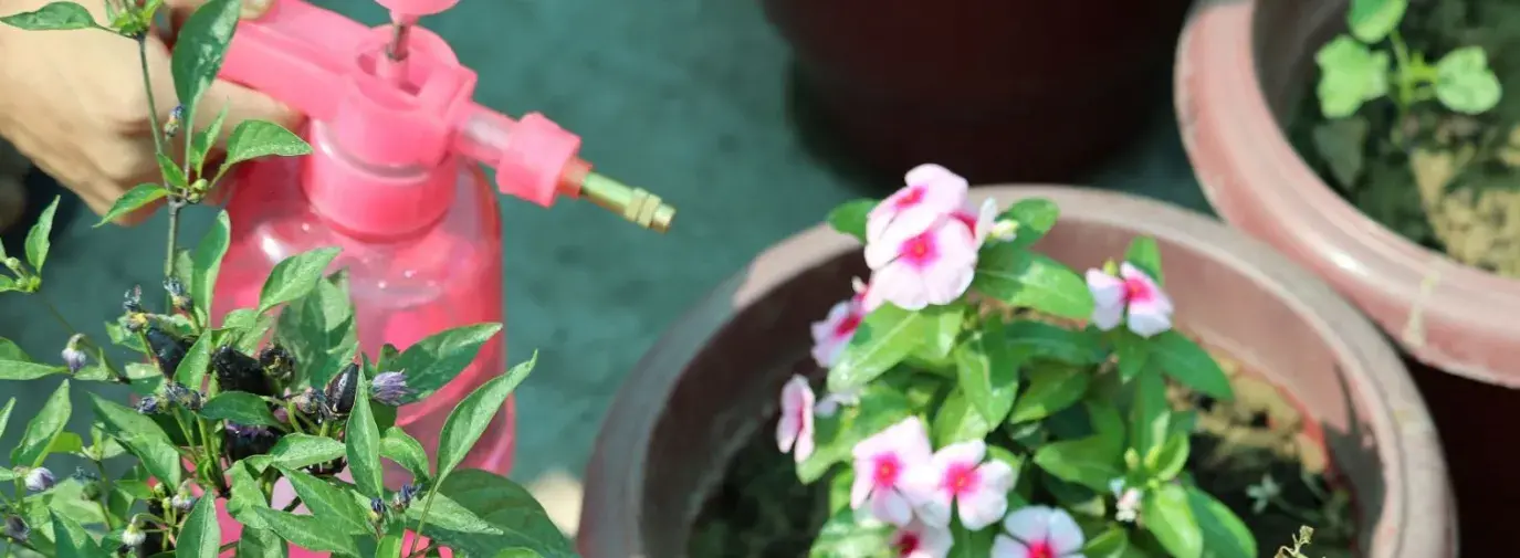 pink spray bottle saturating pink container flowers with neem oil in the garden