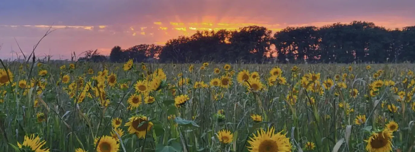 a field of yellow sunflowers during sunset. The last rays of sun filter over the treeline in beautiful streaks of gold.