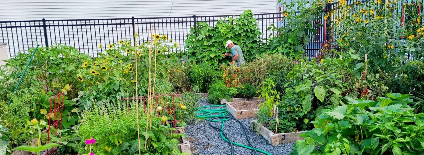A wide shot of Locust Point community garden, with raised garden beds full of green foliage, flowers, and veggies. A man walks in the background, investigating the vines.