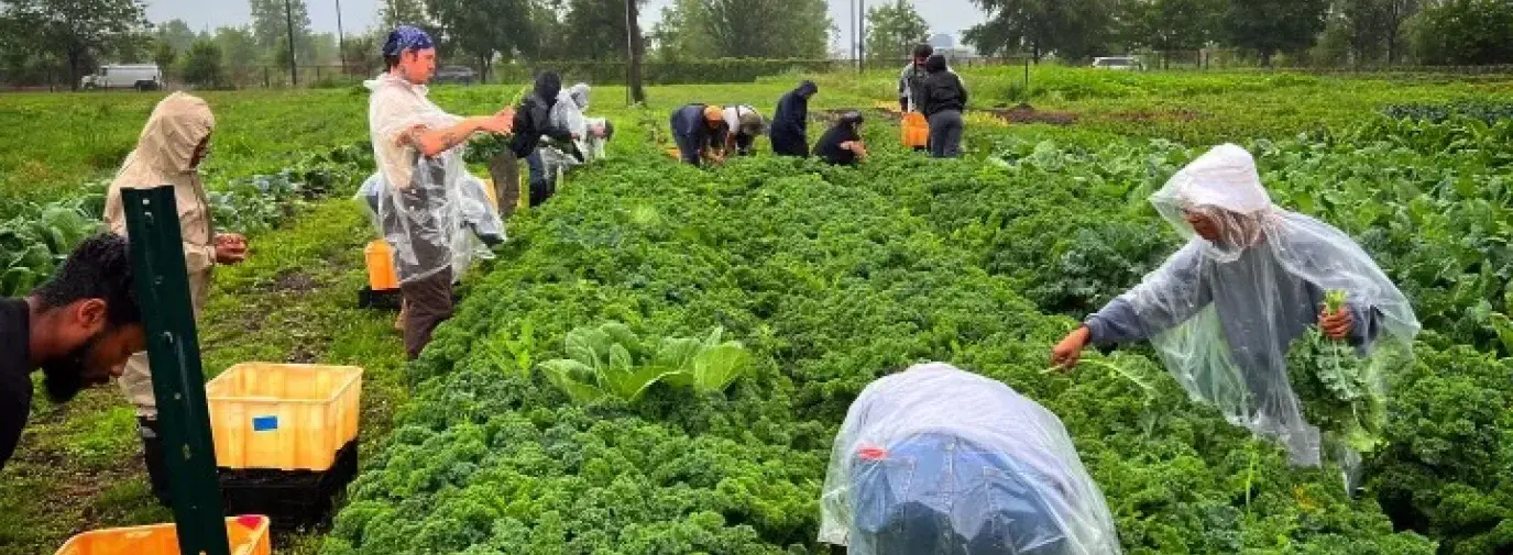people in urban growers collective harvesting curly lettuce in the field.