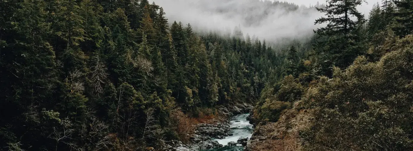 creek running through a dark green forest with a foggy horizon.