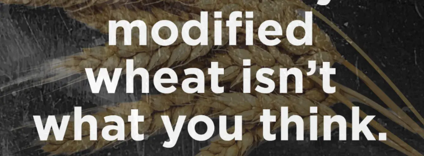 GMO Wheat