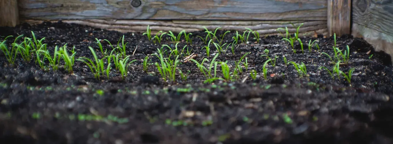 soil in garden bed with small shoots
