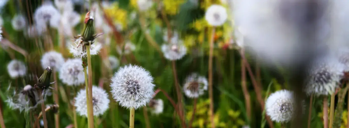 close-up of dandelions, learn from weeds