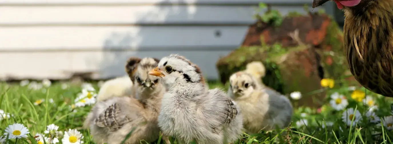 raising chickens in a yard, climate victory garden