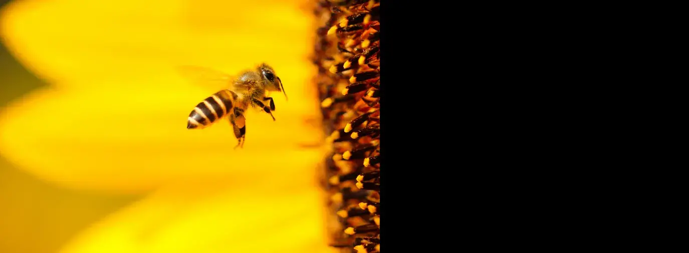 bee approaching a sunflower. support pollinators in your climate victory garden.