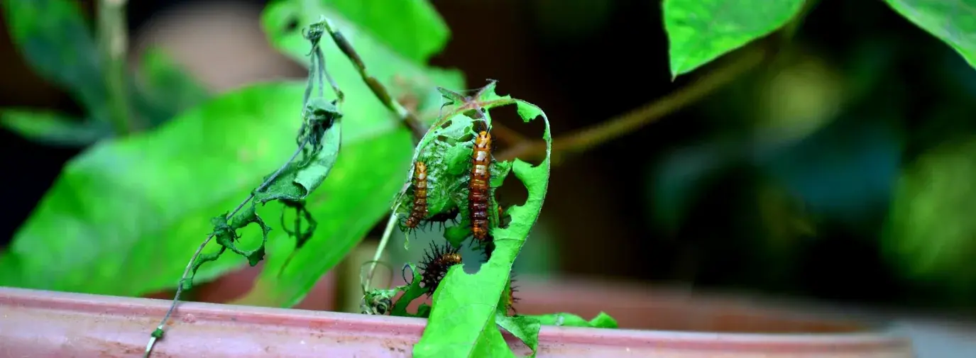 caterpillars eating leaf, using organic pesticides safely